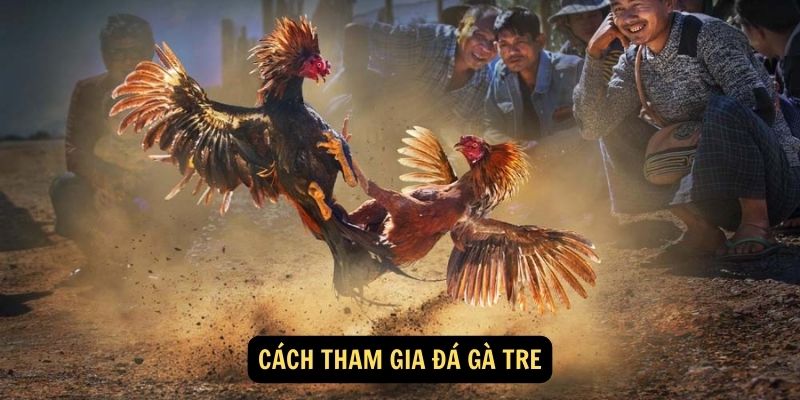 Cách tham gia Đá gà tre