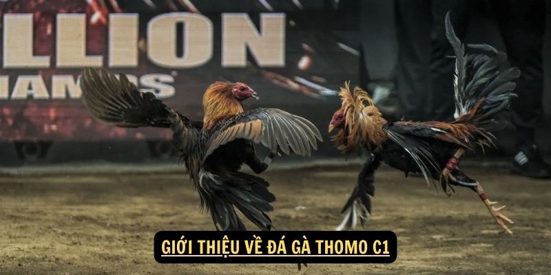 Giới thiệu về Đá Gà Thomo C1