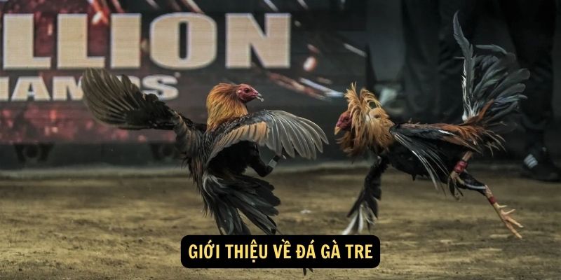 Giới thiệu về Đá gà tre