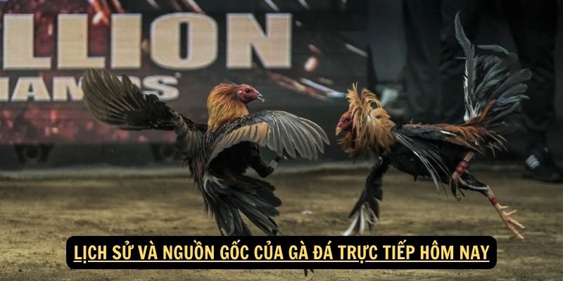 Lịch Sử và Nguồn Gốc của Gà Đá Trực Tiếp Hôm Nay