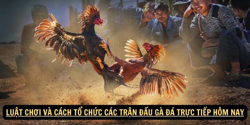 Luật Chơi và Cách Tổ Chức Các Trận Đấu Gà Đá Trực Tiếp Hôm Nay