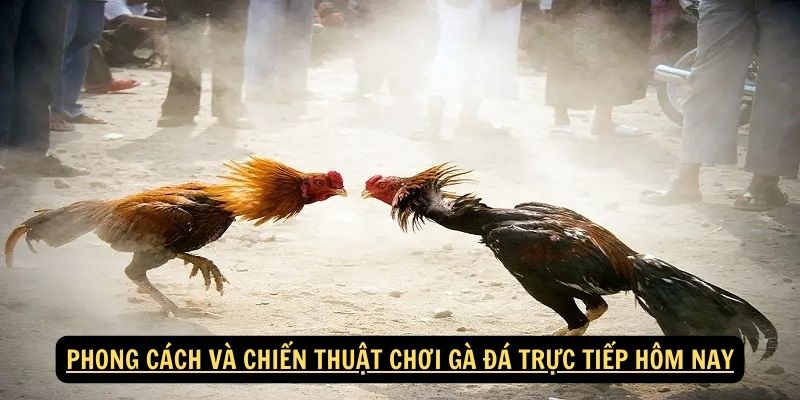 Phong Cach va Chien Thuat Choi Ga Da Truc Tiep Hom Nay 1